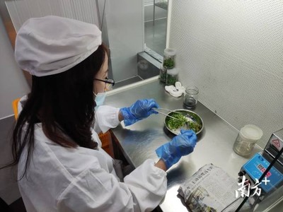 梅州 統籌涉農資金辦大事，南藥產業發展獲生物科技研究強力支撐